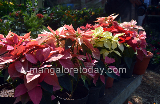 Flower show in Kadri park